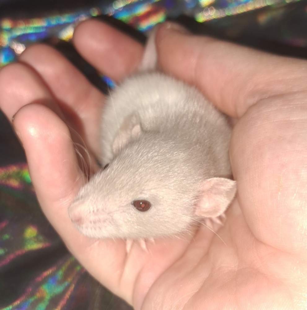 Fancy rat Pet only Rattus norvegicus 