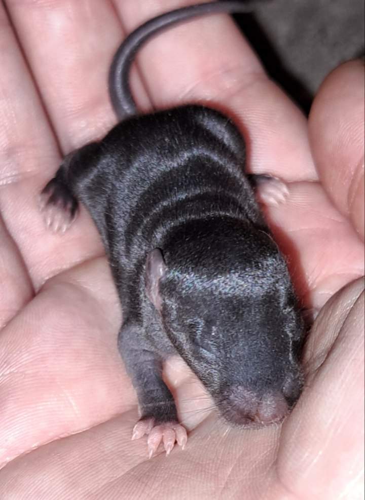 Fancy rat Wild (Observed) Rattus norvegicus 