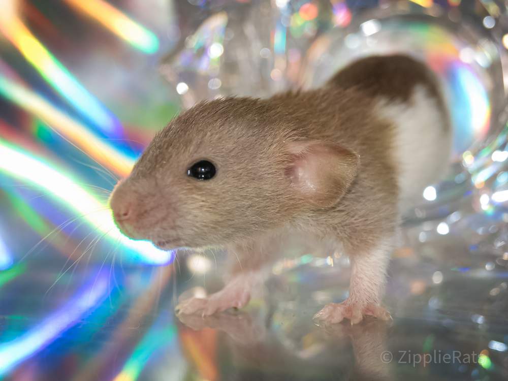 Fancy rat Wild (Observed) Rattus norvegicus 