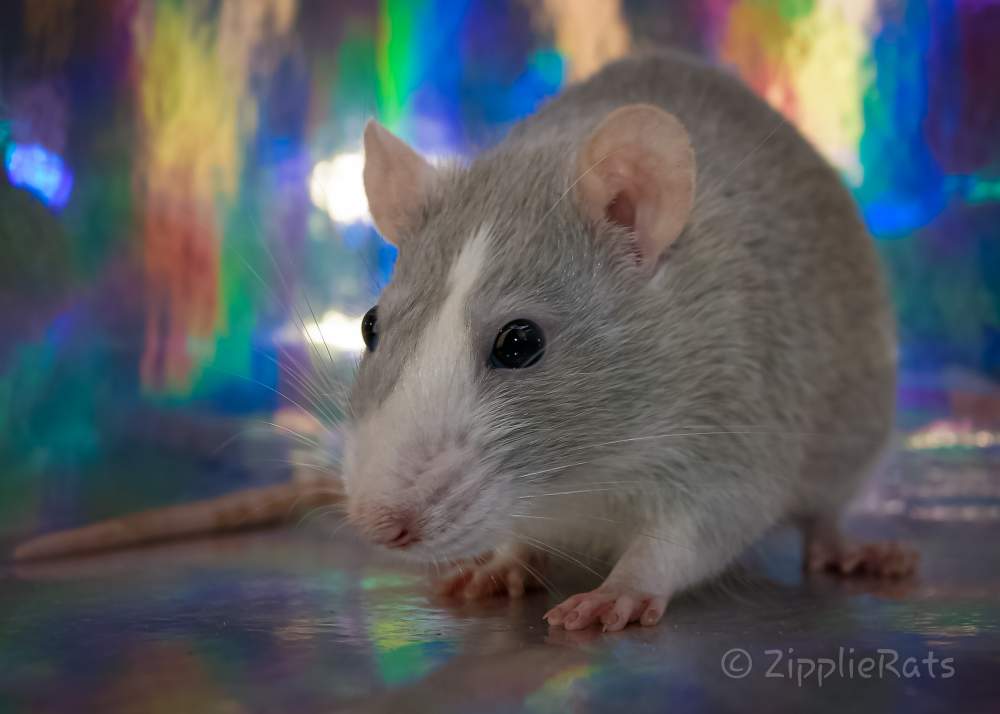 Fancy rat Breeder Rattus norvegicus 
