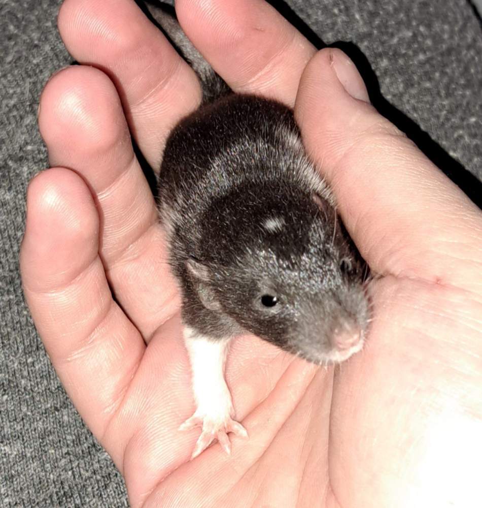 Fancy rat Breeder RZR Undine 13843