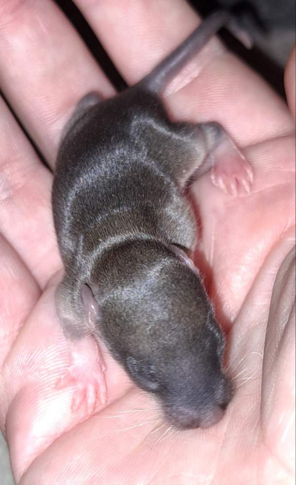 Fancy rat Wild (Observed) Rattus norvegicus 