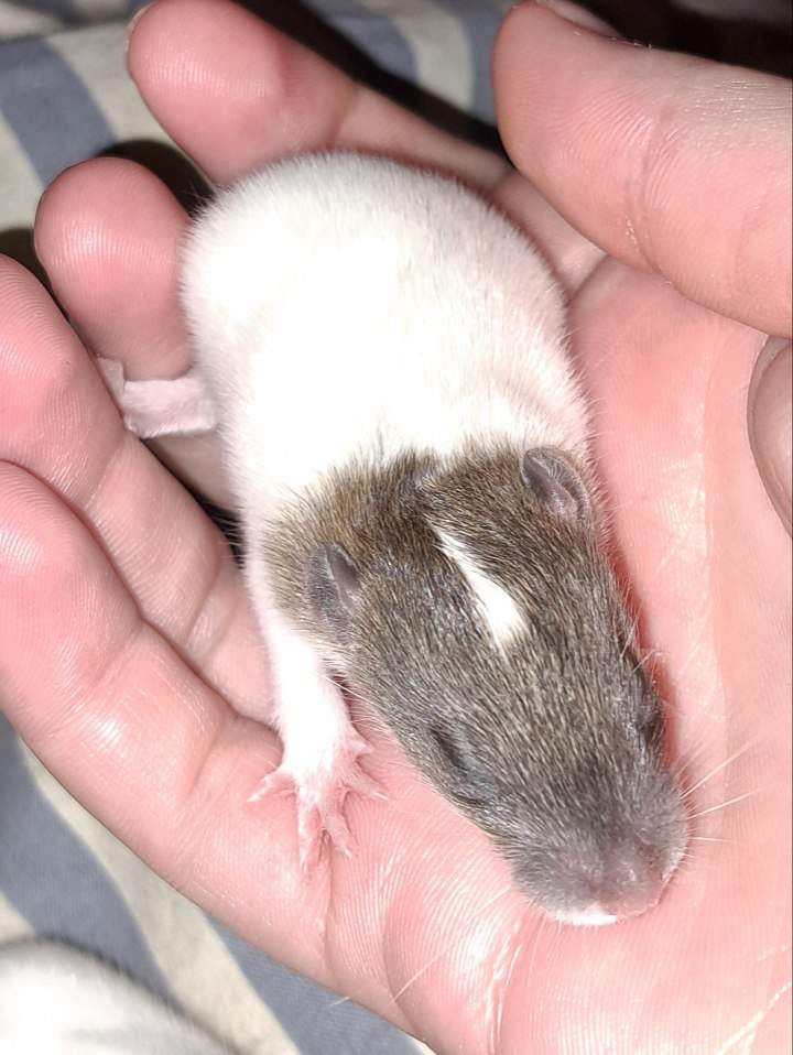 Fancy rat Free Rattus norvegicus 