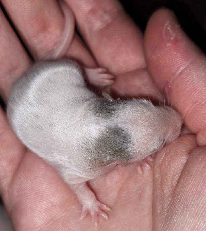 Fancy rat Free Rattus norvegicus 
