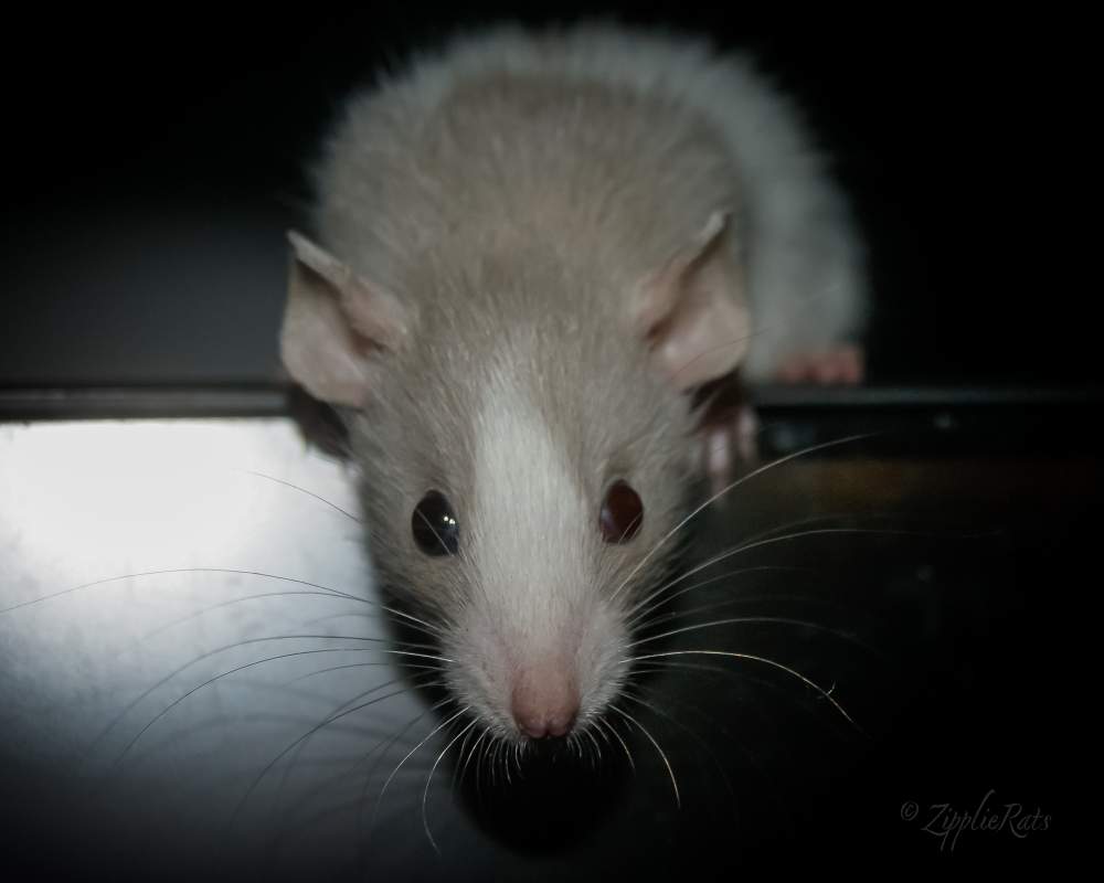 Fancy rat Breeder RZR Caméon #10216