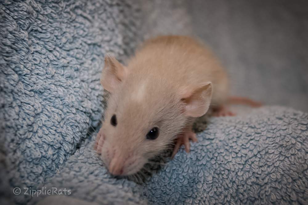 Fancy rat Breeder RZR Nurana #13442