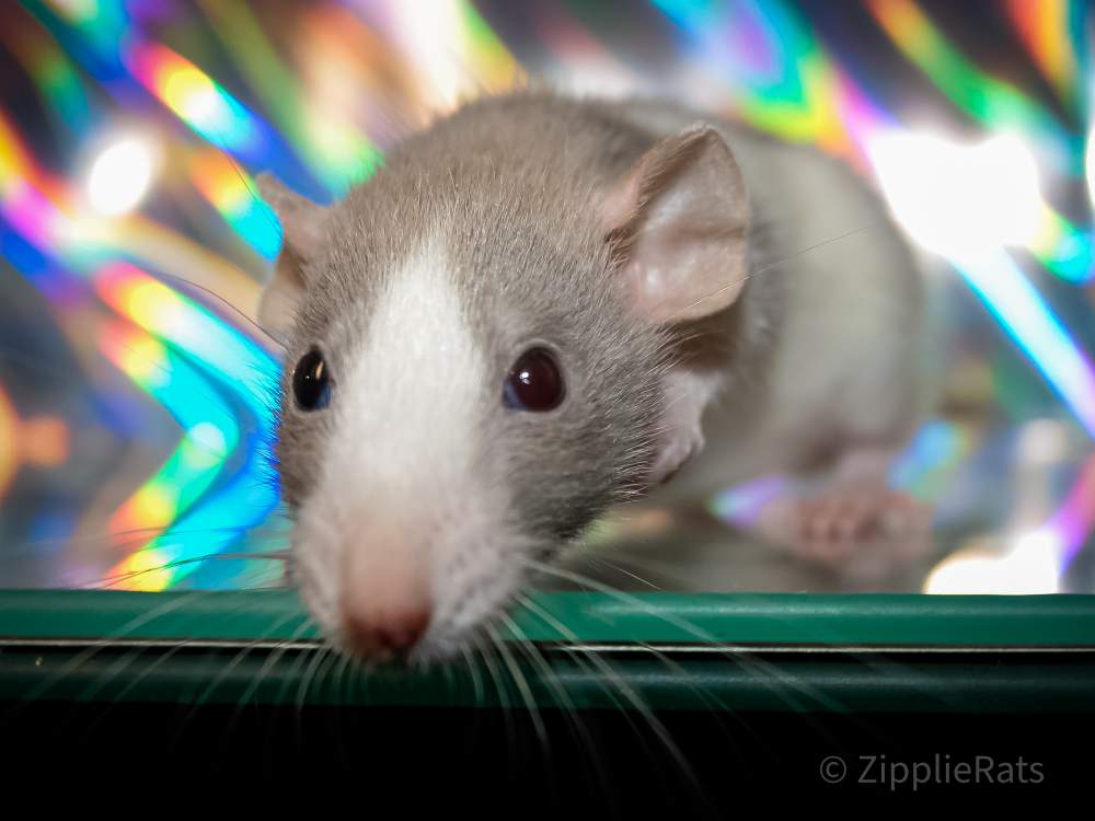 Fancy rat Breeder Rattus norvegicus 