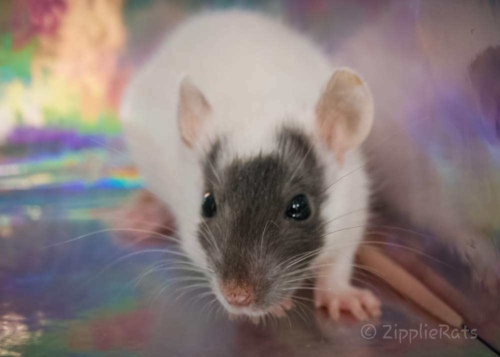 Fancy rat Wild (Observed) Rattus norvegicus 