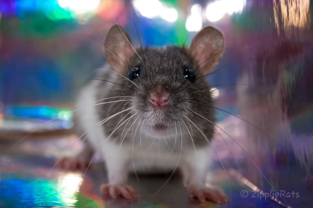Fancy rat Free Rattus norvegicus 