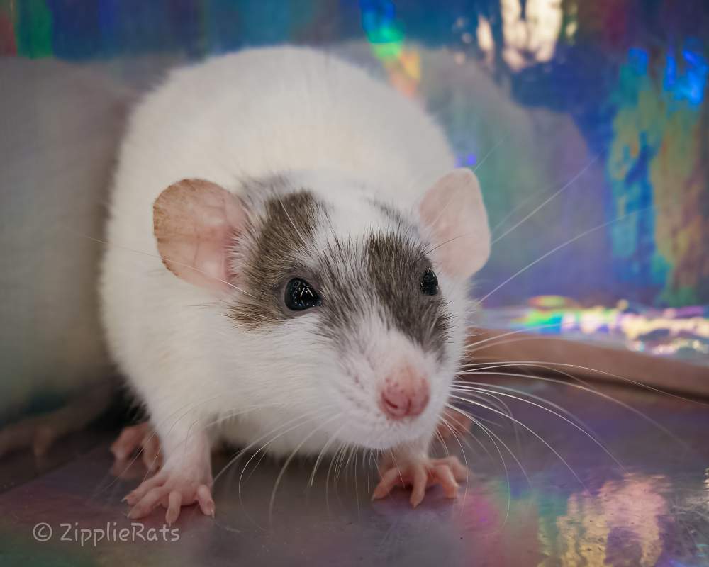 Fancy rat Free Rattus norvegicus 