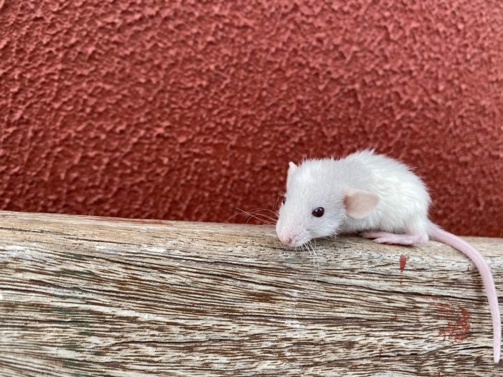 Fancy rat Pet only Rattus norvegicus 