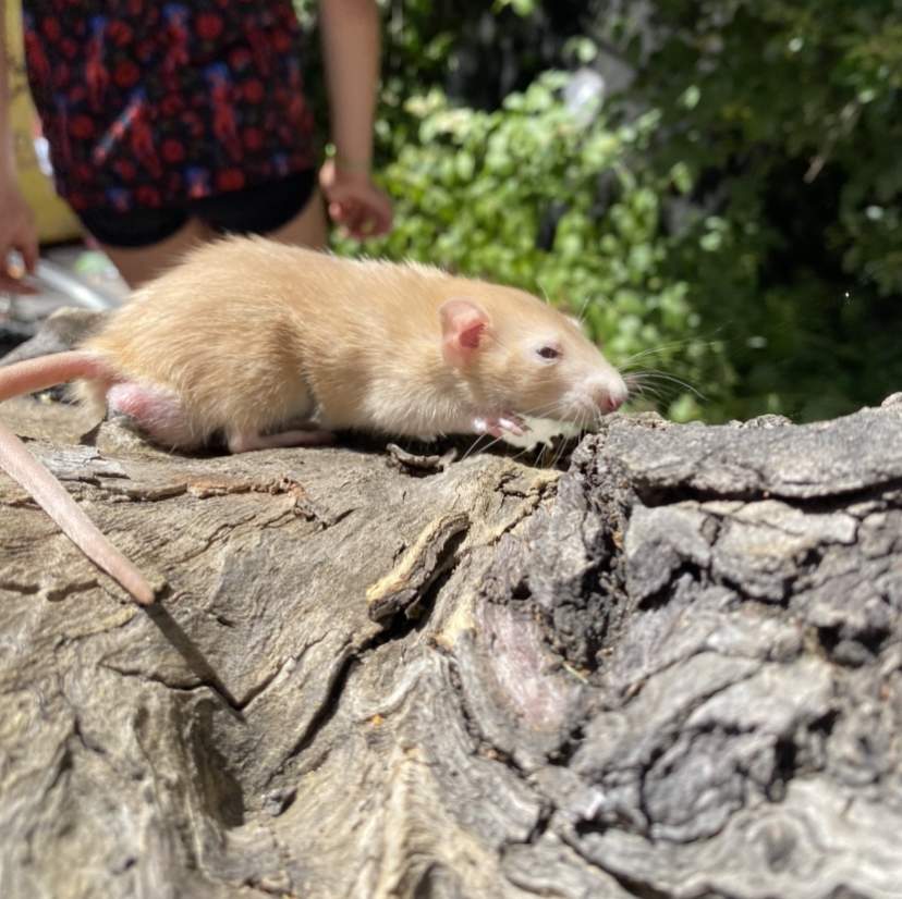 Fancy rat Breeder Rattus norvegicus 