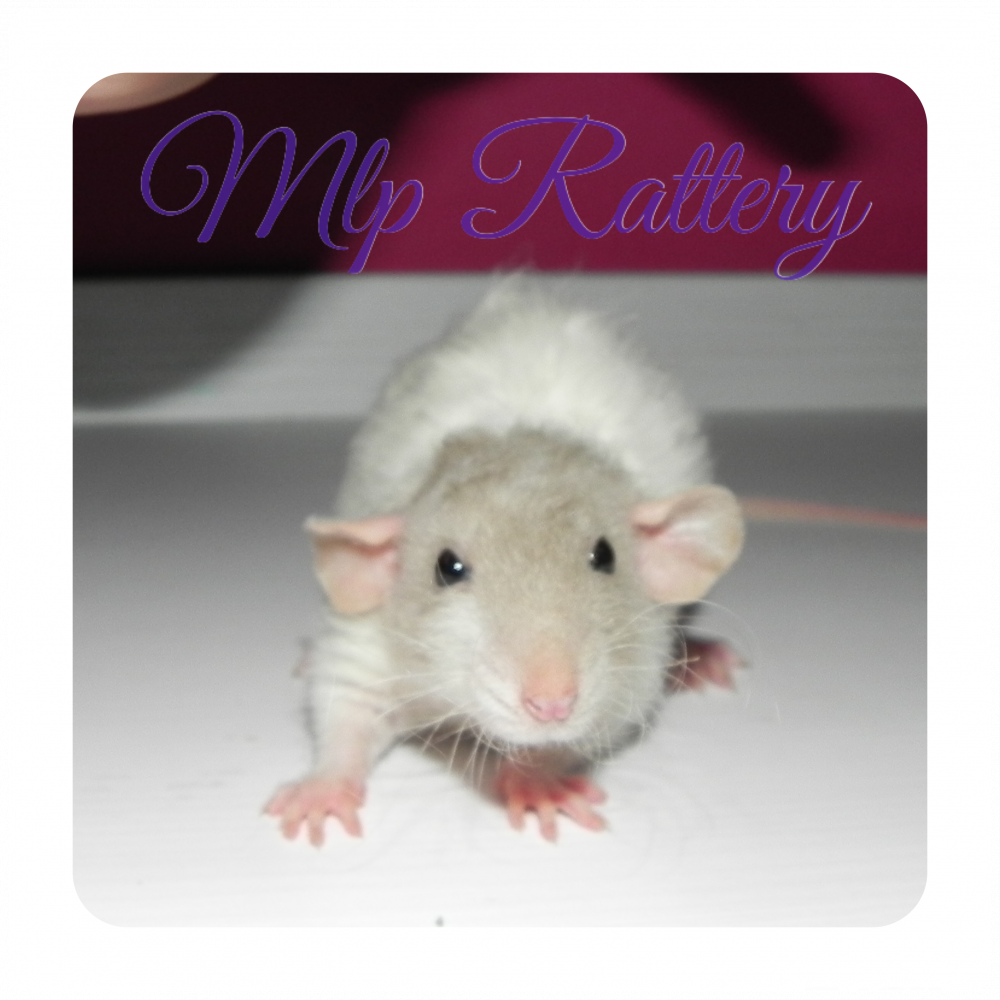 Fancy rat Breeder Rattus norvegicus 