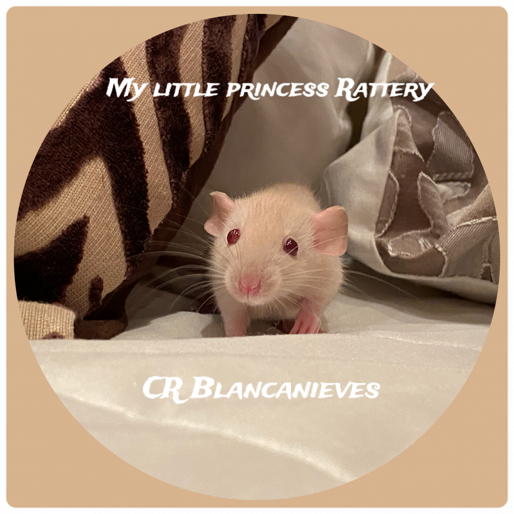 Fancy rat Breeder Rattus norvegicus 