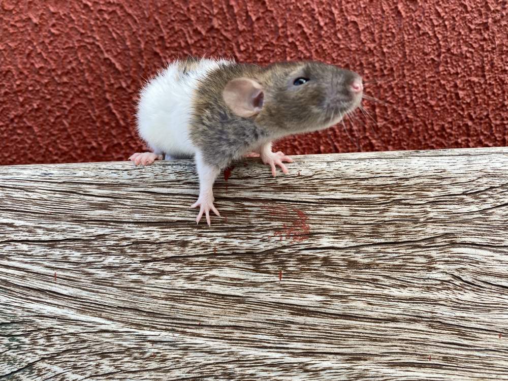 Fancy rat Breeder Rattus norvegicus 