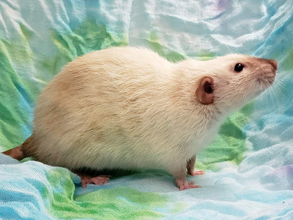 Fancy rat Breeder Rattus norvegicus 