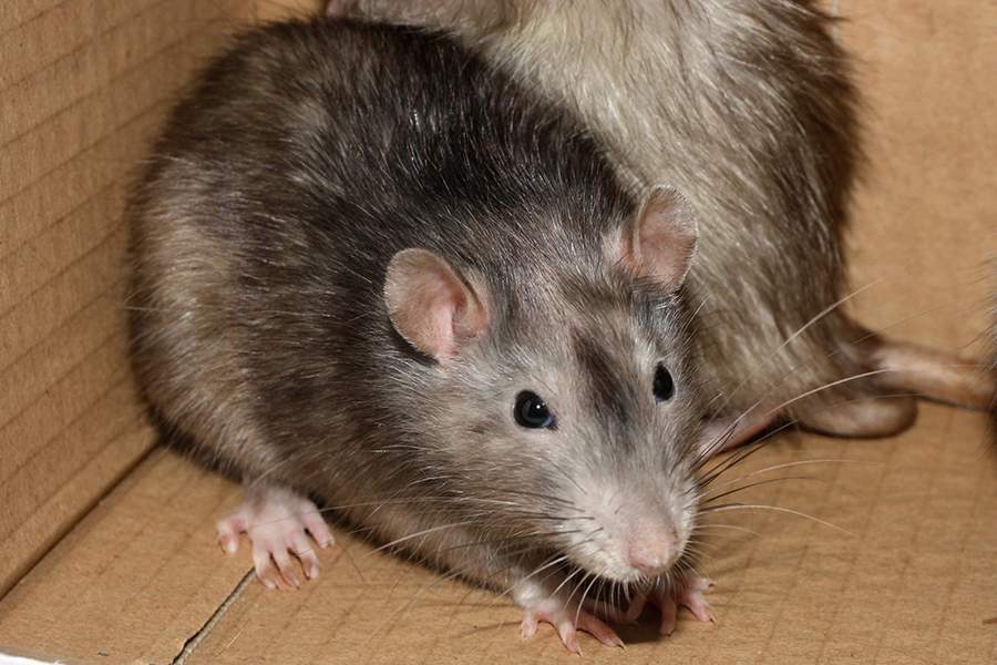 Fancy rat Owned by other Rattus norvegicus 