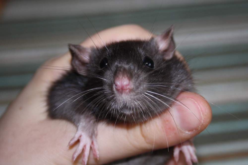 Fancy rat Breeder Rattus norvegicus 