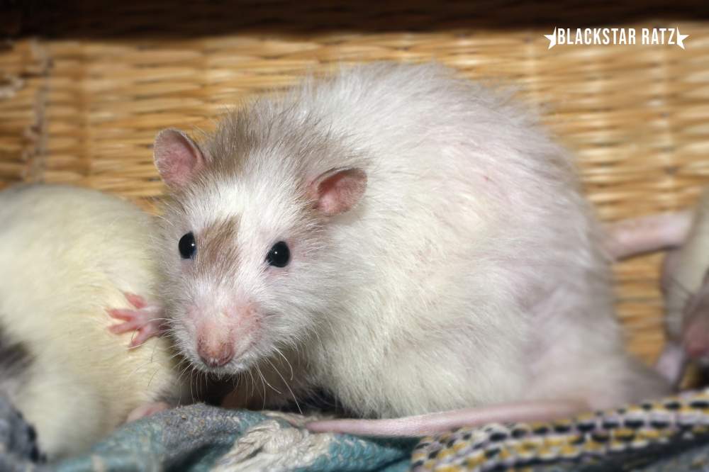 Fancy rat Owned by other Rattus norvegicus 