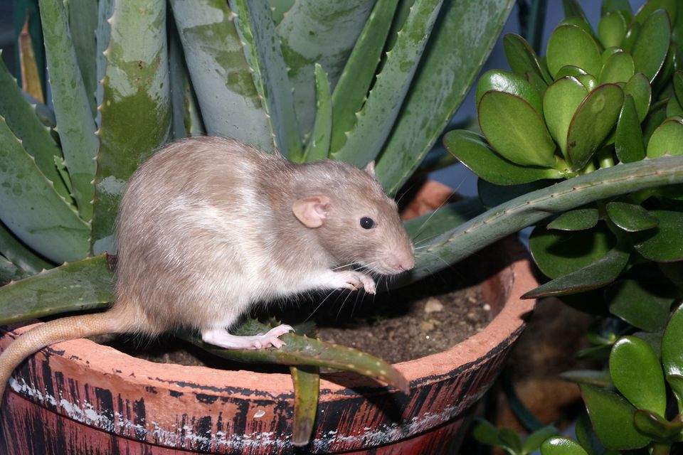 Fancy rat Retired Rattus norvegicus 