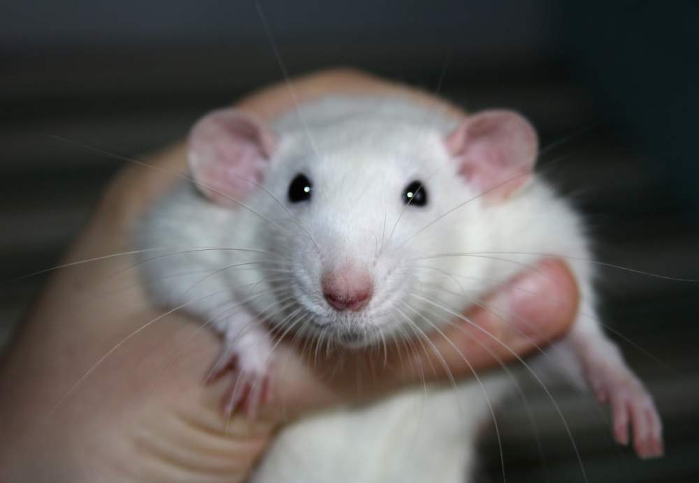 Fancy rat Breeder Rattus norvegicus 