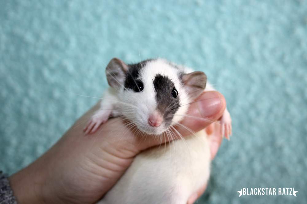 Fancy rat Breeder Rattus norvegicus 