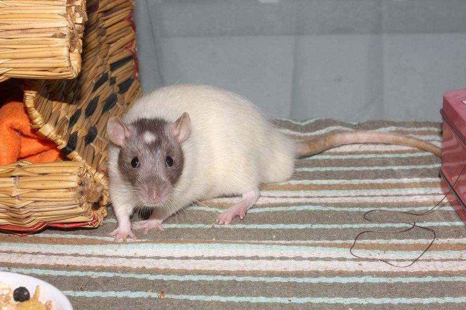 Fancy rat Owned by other Rattus norvegicus 