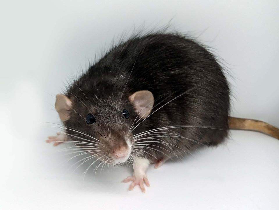 Fancy rat Breeder Rattus norvegicus 