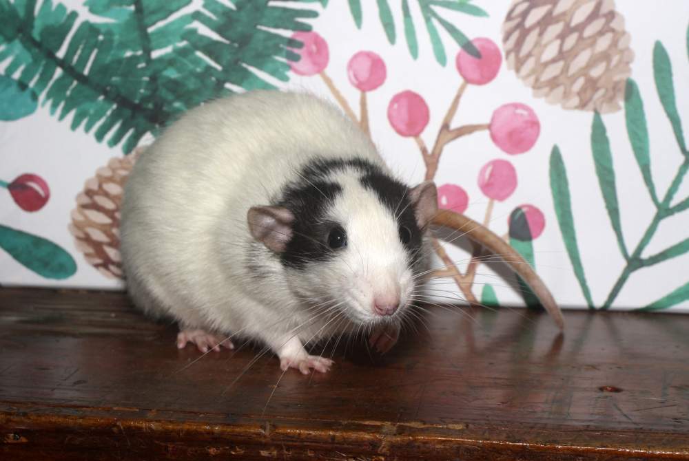 Fancy rat Breeder Rattus norvegicus 