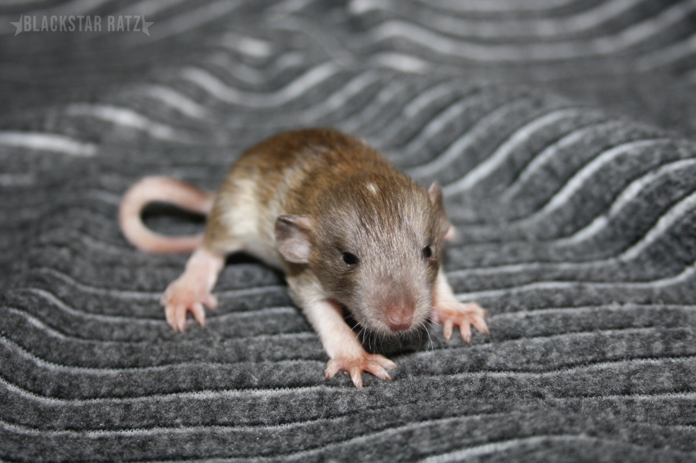 Fancy rat Breeder Rattus norvegicus 