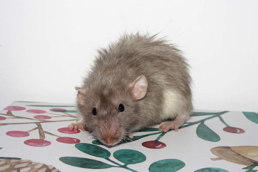 Fancy rat Owned by other Rattus norvegicus 