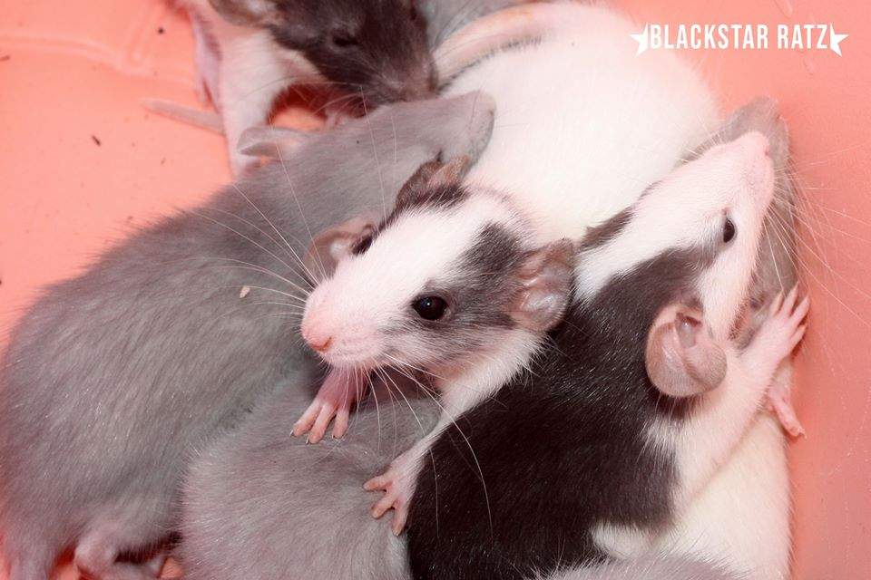 Fancy rat Breeder Goya 2675