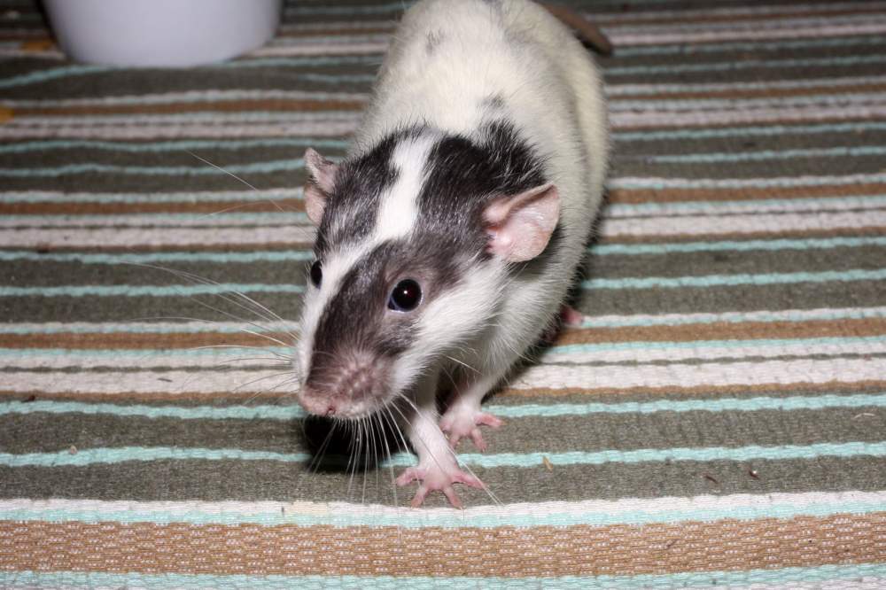 Fancy rat Owned by other Rattus norvegicus 