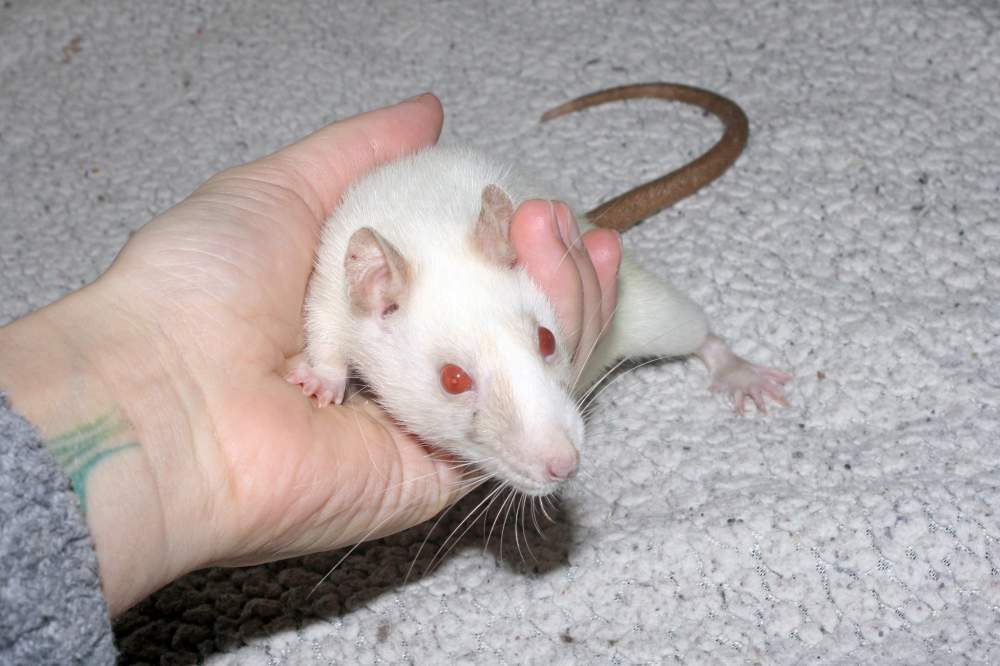 Fancy rat Retired Rattus norvegicus 