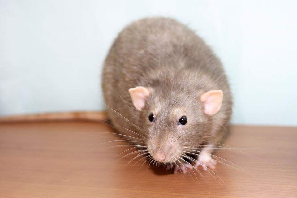 Fancy rat Deceased Rattus norvegicus 