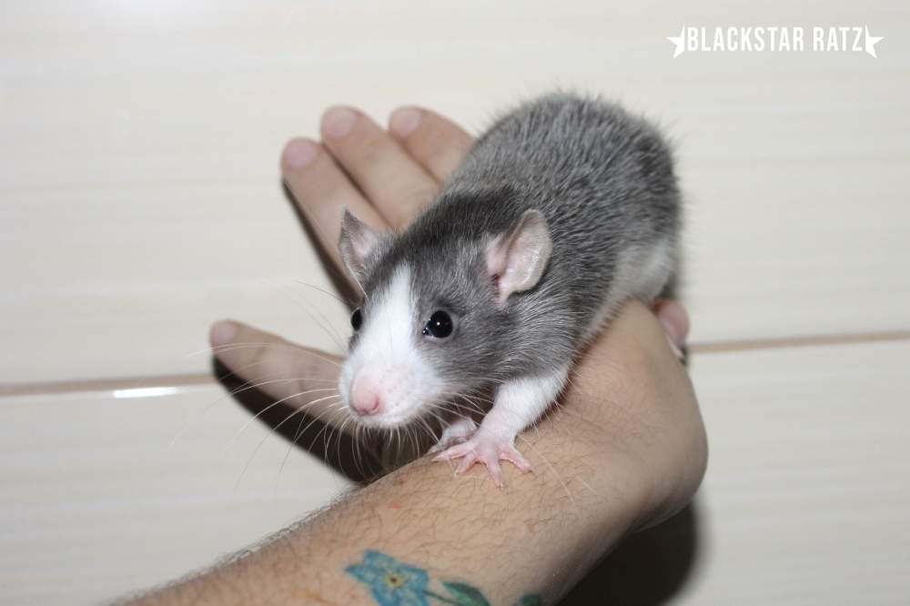 Fancy rat Owned by other Rattus norvegicus 