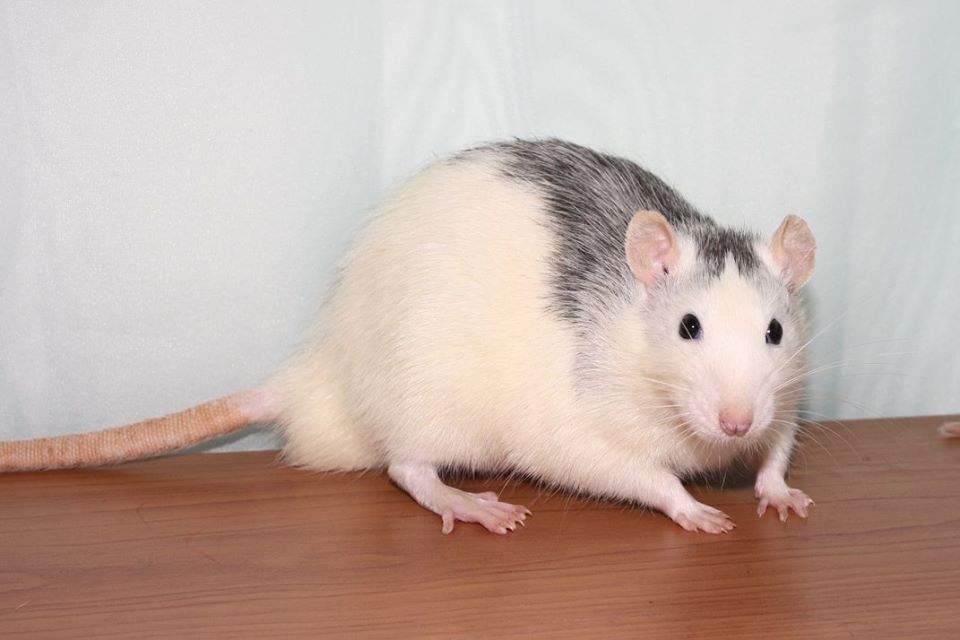 Fancy rat Deceased Rattus norvegicus 