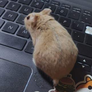 Campbells dwarf hamster Breeder Phodopus campbelli 