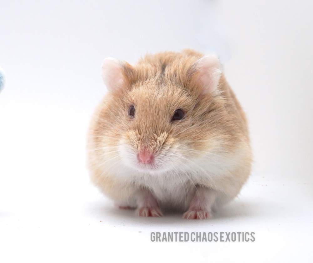 Campbells dwarf hamster Retired Phodopus campbelli 