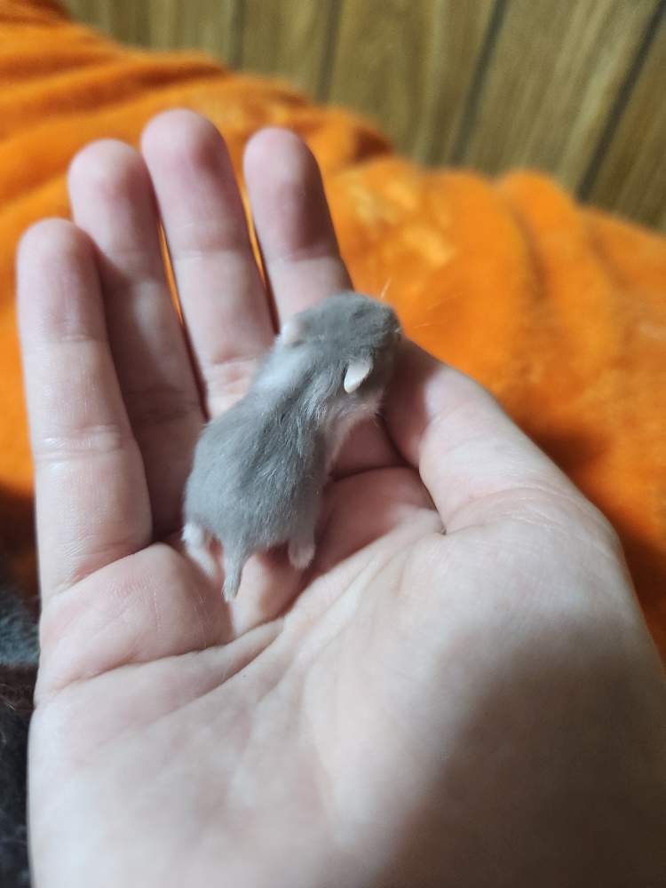 Campbells dwarf hamster Breeder Phodopus campbelli 