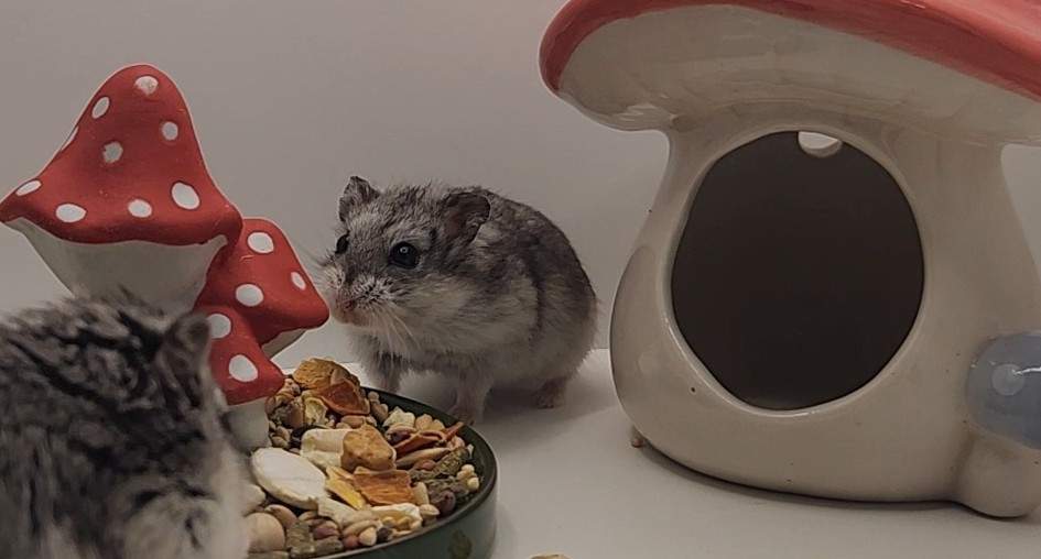 Campbells dwarf hamster Breeder Phodopus campbelli 