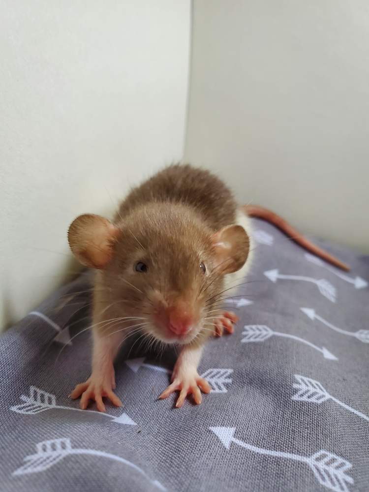 Fancy rat Breeder Rattus norvegicus 