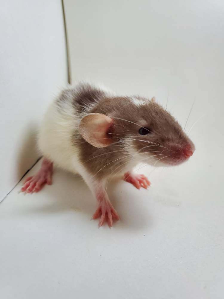 Fancy rat Breeder Rattus norvegicus 