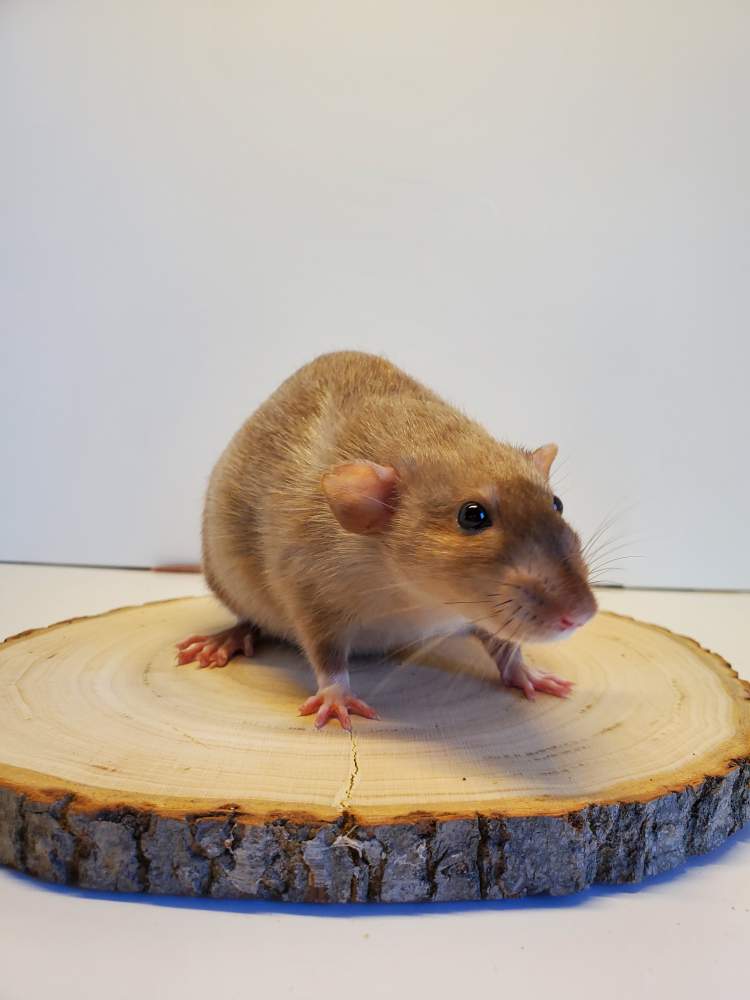 Fancy rat Breeder Rattus norvegicus 