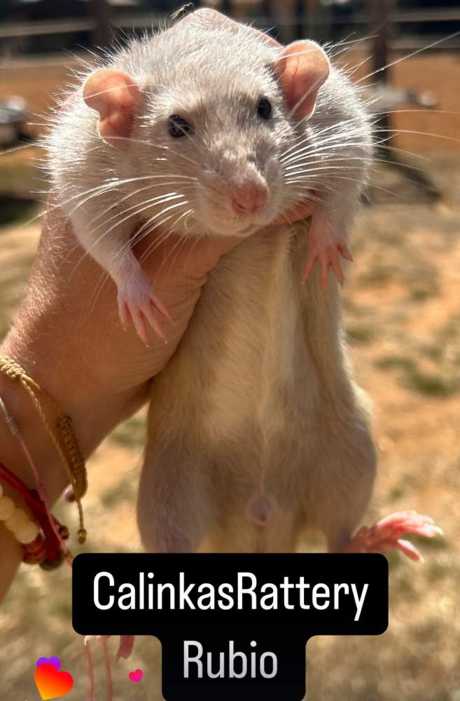 Fancy rat Pet only Rattus norvegicus 