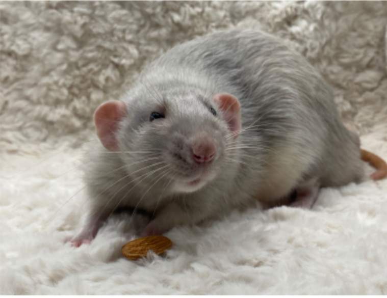 Fancy rat Owned by other Rattus norvegicus 