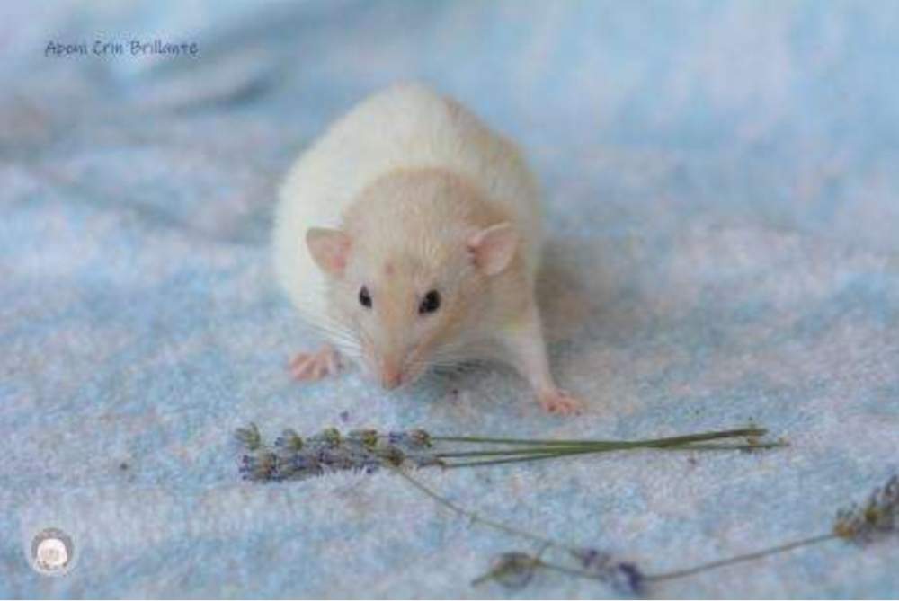 Fancy rat Pet only Rattus norvegicus 