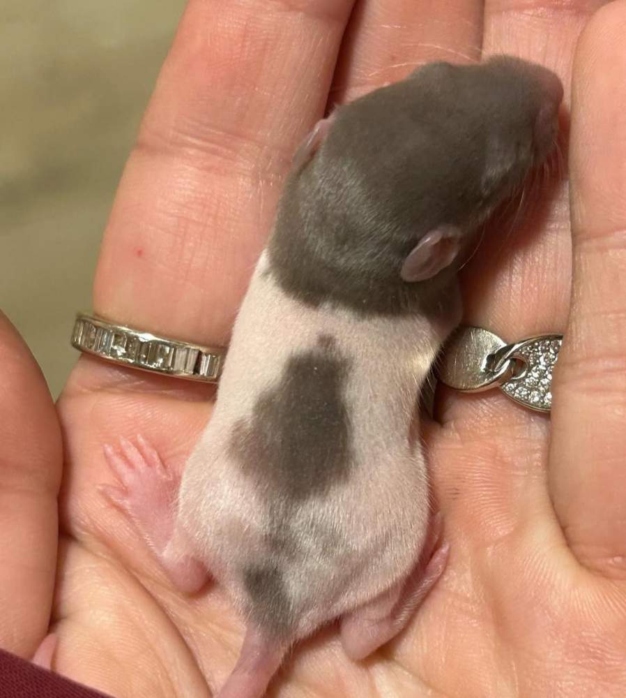Fancy rat Owned by other Rattus norvegicus 