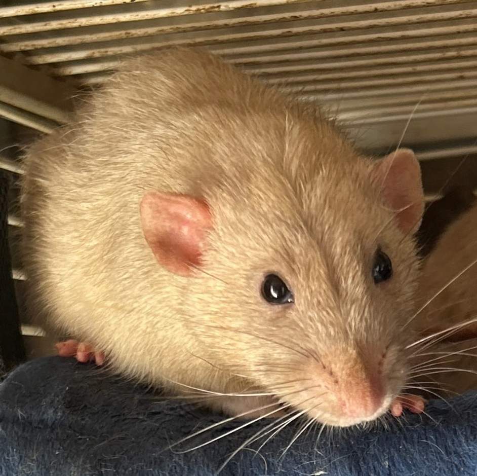 Fancy rat Deceased Rattus norvegicus 