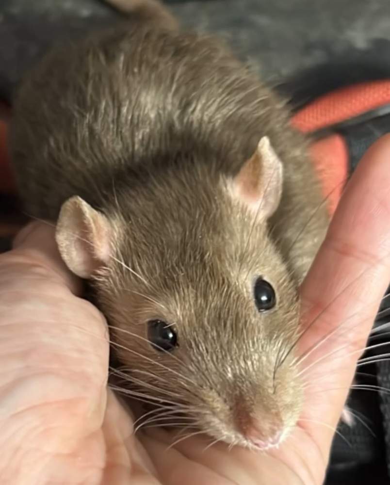 Fancy rat Pet only Rattus norvegicus 